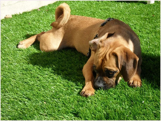 PE PP Softness Friendly Pet Erba artificiale 25 mm impermeabile per cani 4 toni