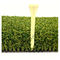 Erba artificiale del T del monofilamento di golf riccio del tappeto erboso 40mm